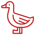 Ördek